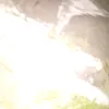 raexzx1