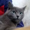 cat_viv