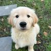 butter the golden