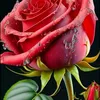 user50463007093091