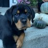 reggie.da.rottie