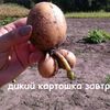 didlak14