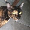 kittychamna