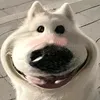dungbexwesx