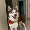 hachikatheredhusky