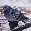 golybi_3