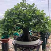 bonsai.hoanganh