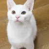 28clsy