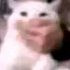 dhpt20
