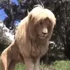 ertuaumingi