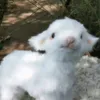 tswdlg0