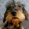dackeltrudy