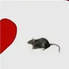 majciorpimpus69