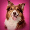 samanthathebordercollie