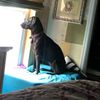 pittielife5