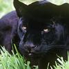 murgin.panthera