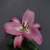 flor.salvador36