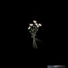changu_lebala
