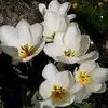 georgeta3259