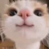 dima_zema0