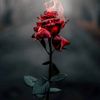 mona_4946