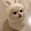 ddpp_oo