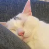melissa.and.taco