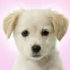 🐶 ·͜·