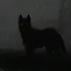 stray_dog_13
