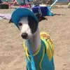 guibspro