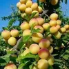 abderrahimchoka