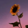 taiyoo_14