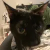 valorantsstraycat