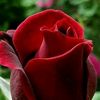 rashid.khan4346