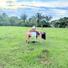 sthephane.silva7