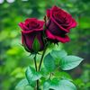 md.morshed479