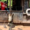 Natchitoches Alligator Park