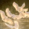 niazi_kh8