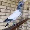 kutawi_1