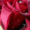 user3281680198228