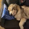 Odin the Elder Malamute