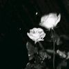 alfinnn_96