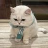 Tailtales