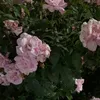 ياسمين