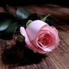 carrie_unicasapphie20