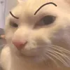 username_is_available0.0