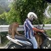 koralledug_