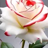hoa.hng.khng.gai022