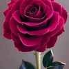 user7869917751825