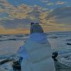 shad_15_23